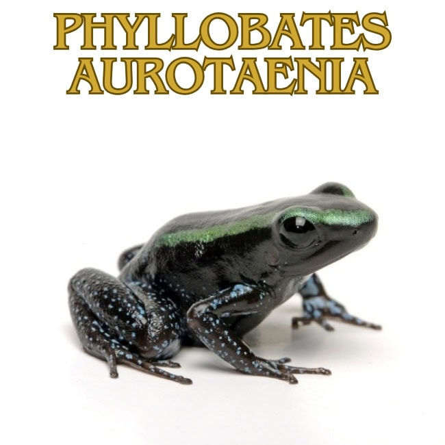 Phyillobates aurotaenia