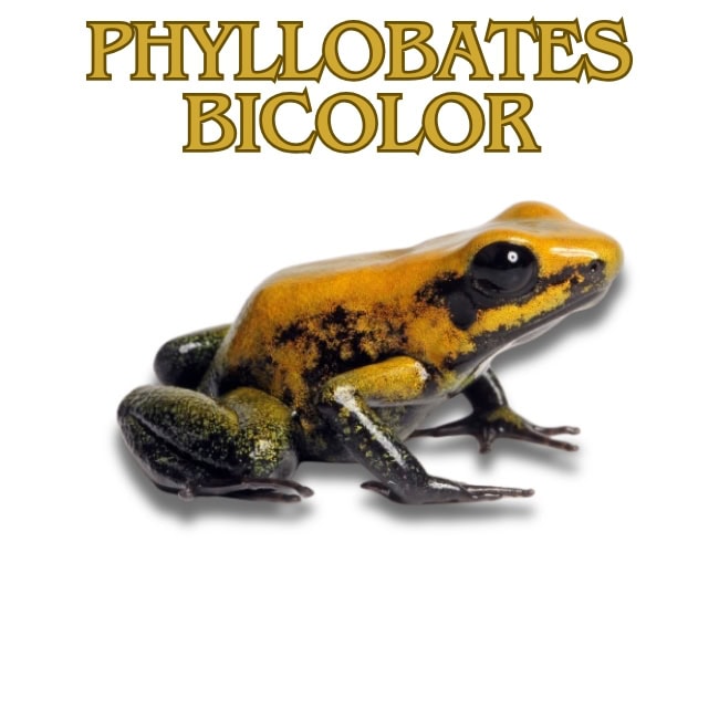 Phyillobates bicolor