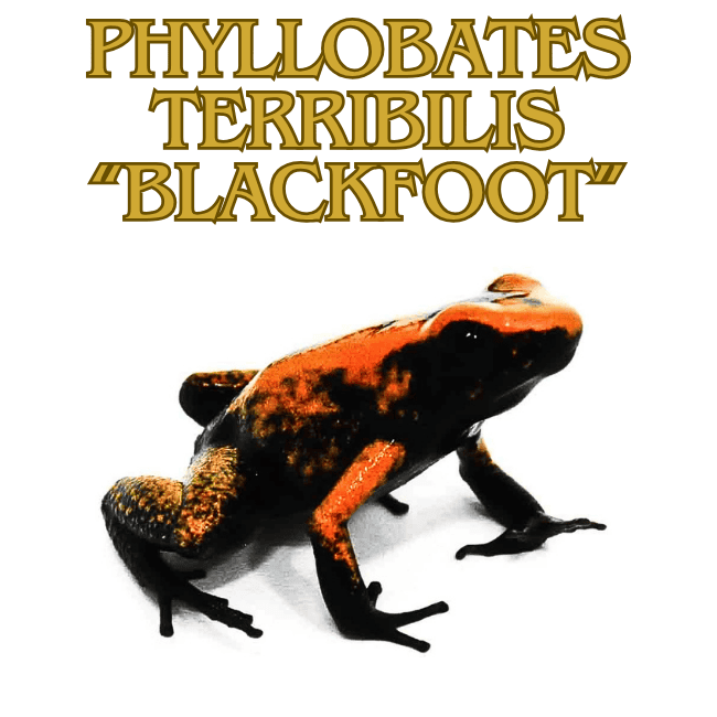 Phyillobates terribilis Blackfoot