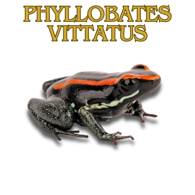 Phyillobates vittatus
