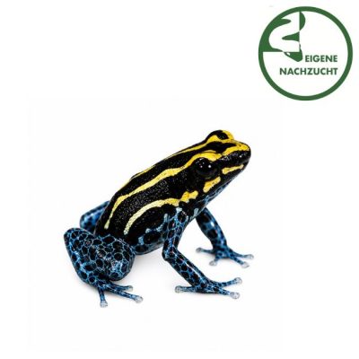 Ranitomeya variabilis