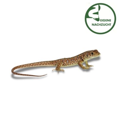 Timon lepidus Perleidechse