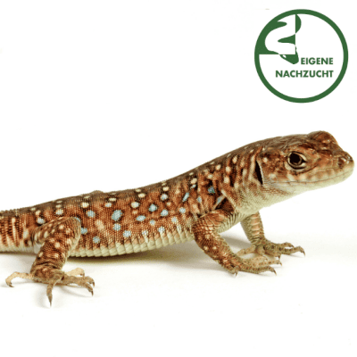 Timon lepidus Perleidechse