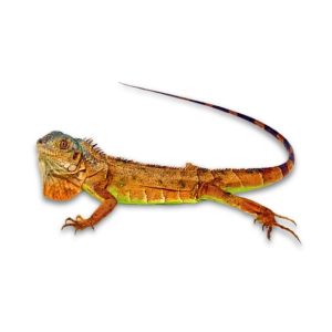 Gr&uuml;ner Leguan Iguana iguana
