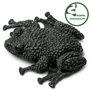 Ryabovs Flechtenfrosch Theloderma ryabovi