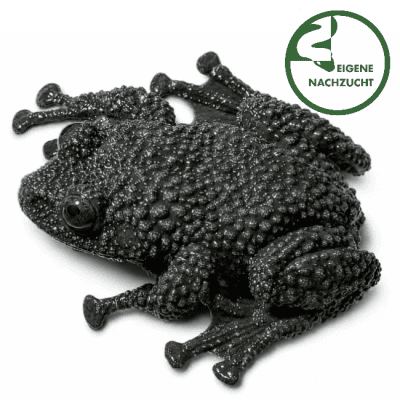 Ryabovs Flechtenfrosch Theloderma ryabovi